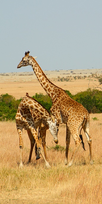 MaasaiGiraffes_MalesNECKING_2351 1_v.jpg